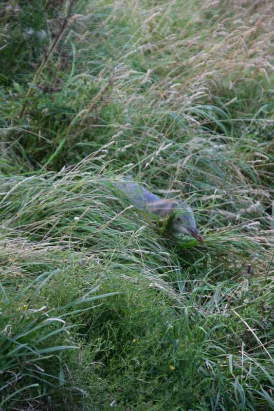 Nieuw-Zeeland 2011 - 2061